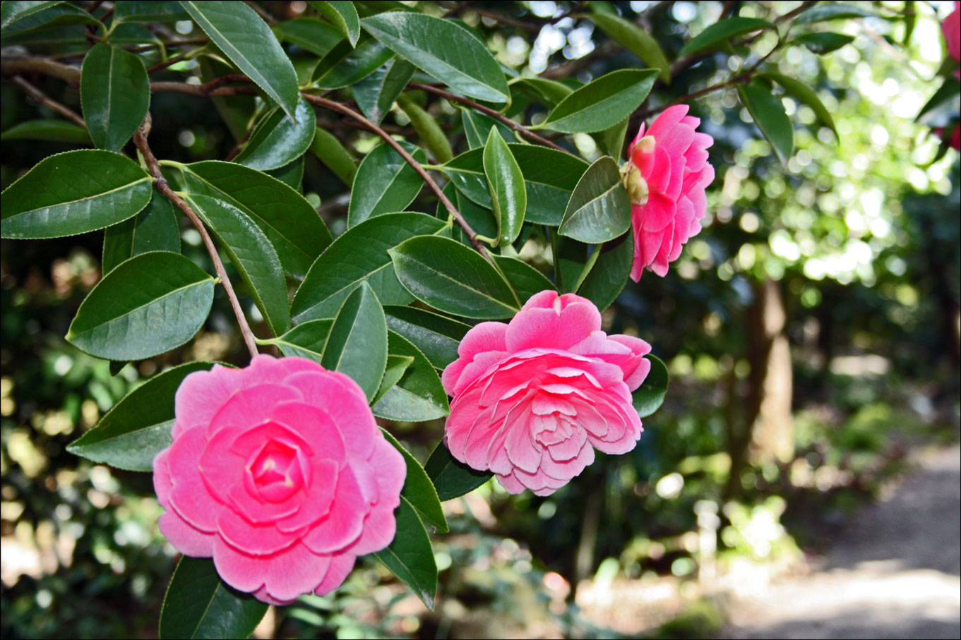 Pink Camellias