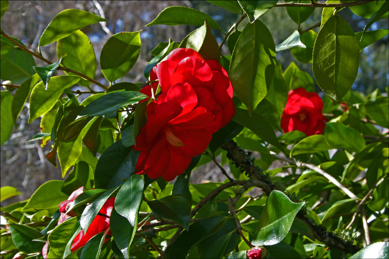 Red Camellias
