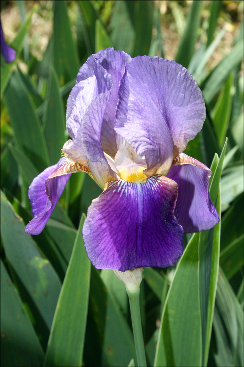 Growing Bearded Iris Rainbow Iris Farms