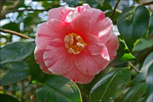 Camellia japonica 'Choyo No Nishiki'