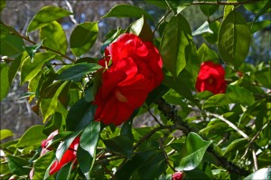 Camellia japonica 'Flame'