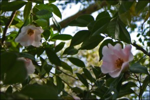 Camellia x williamsii 'Hiraethlyn'
