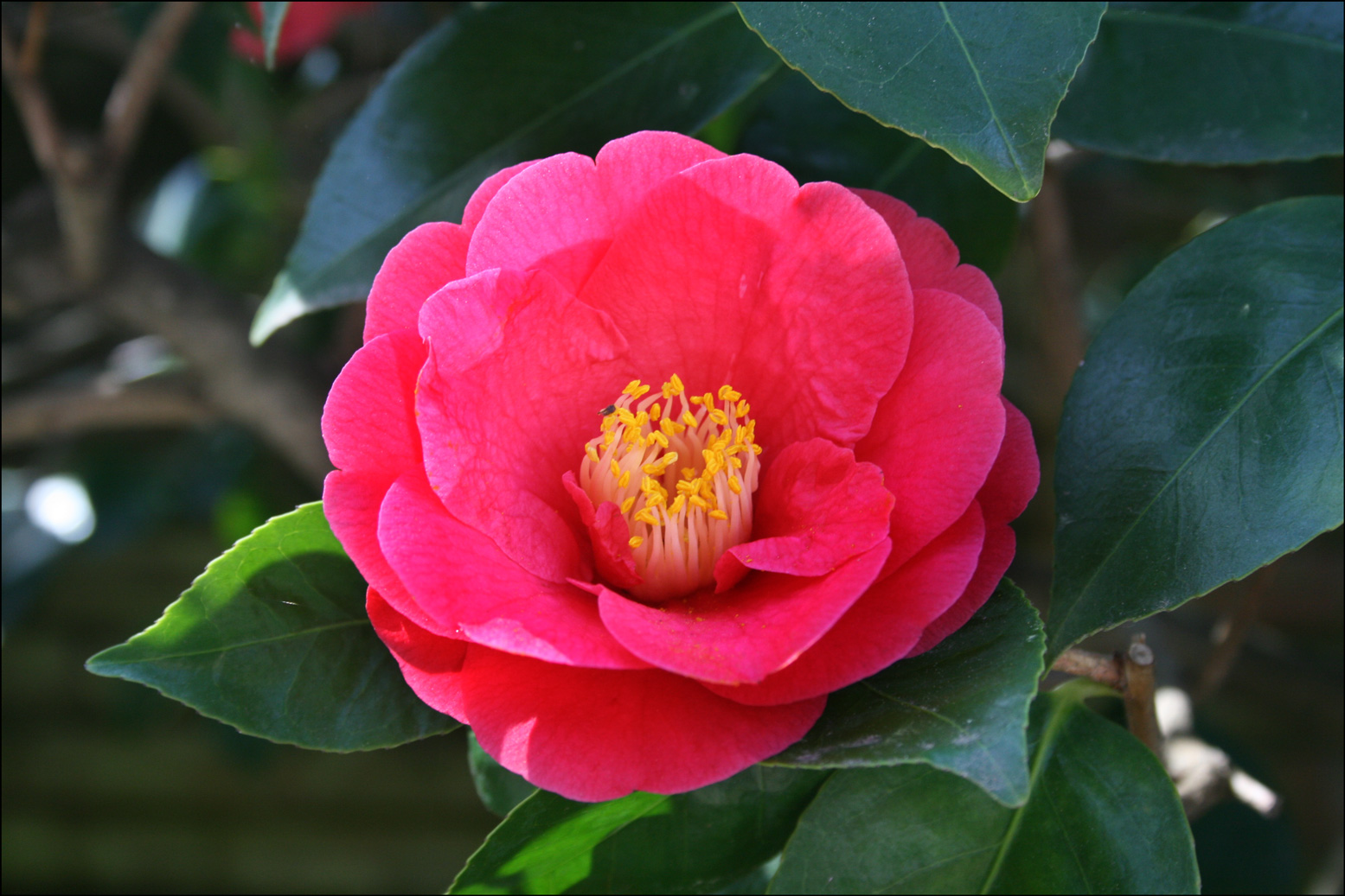 Camellias | Steve's Genealogy Blog