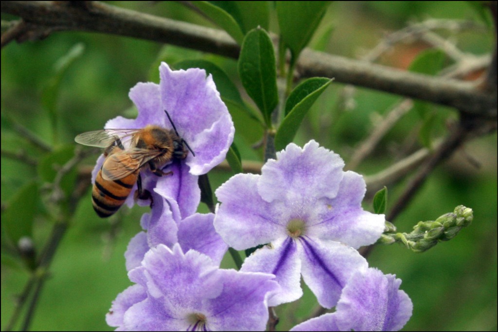 Bee on Brazilian Skyflower