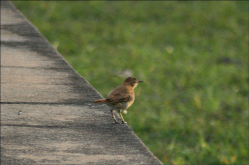 Chalk-Browed Mockingbird (Mimus satuminus)