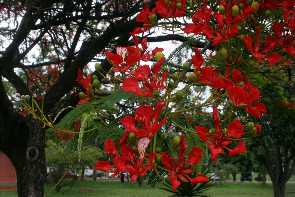 Flamboyant tree (Delonix regia)