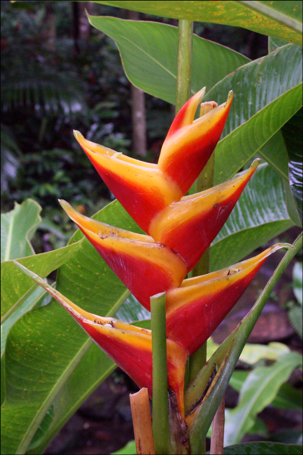 Flowers of El Yunque Rainforest, Puerto Rico | Steve's Genealogy Blog
