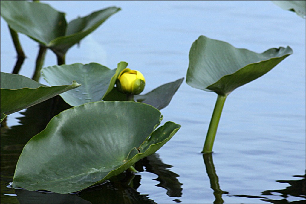 Plants Of The Everglades Steve S Genealogy Blog   Spatterdock 1024x682 