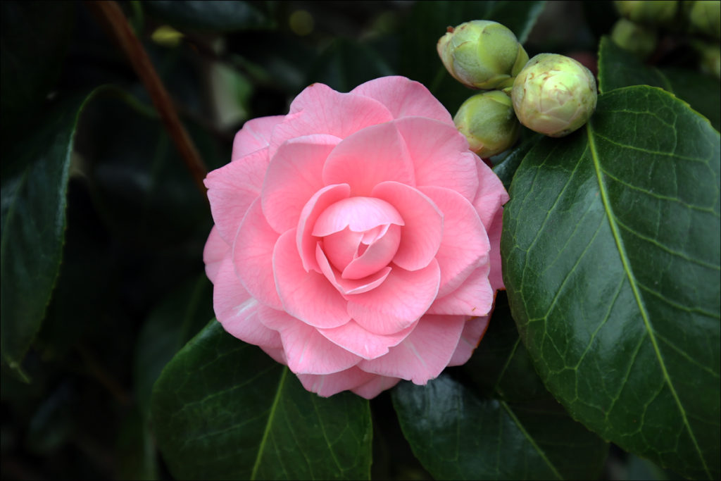 The Camellias of Filoli – Part 3 | Steve's Genealogy Blog